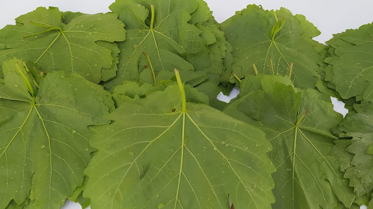 😋ASMA YAPRAĞİNDAN ÖYLE BİR YEMEK YAPTİM Kİ LEZZETİ MÜKEMMEL OLDU.