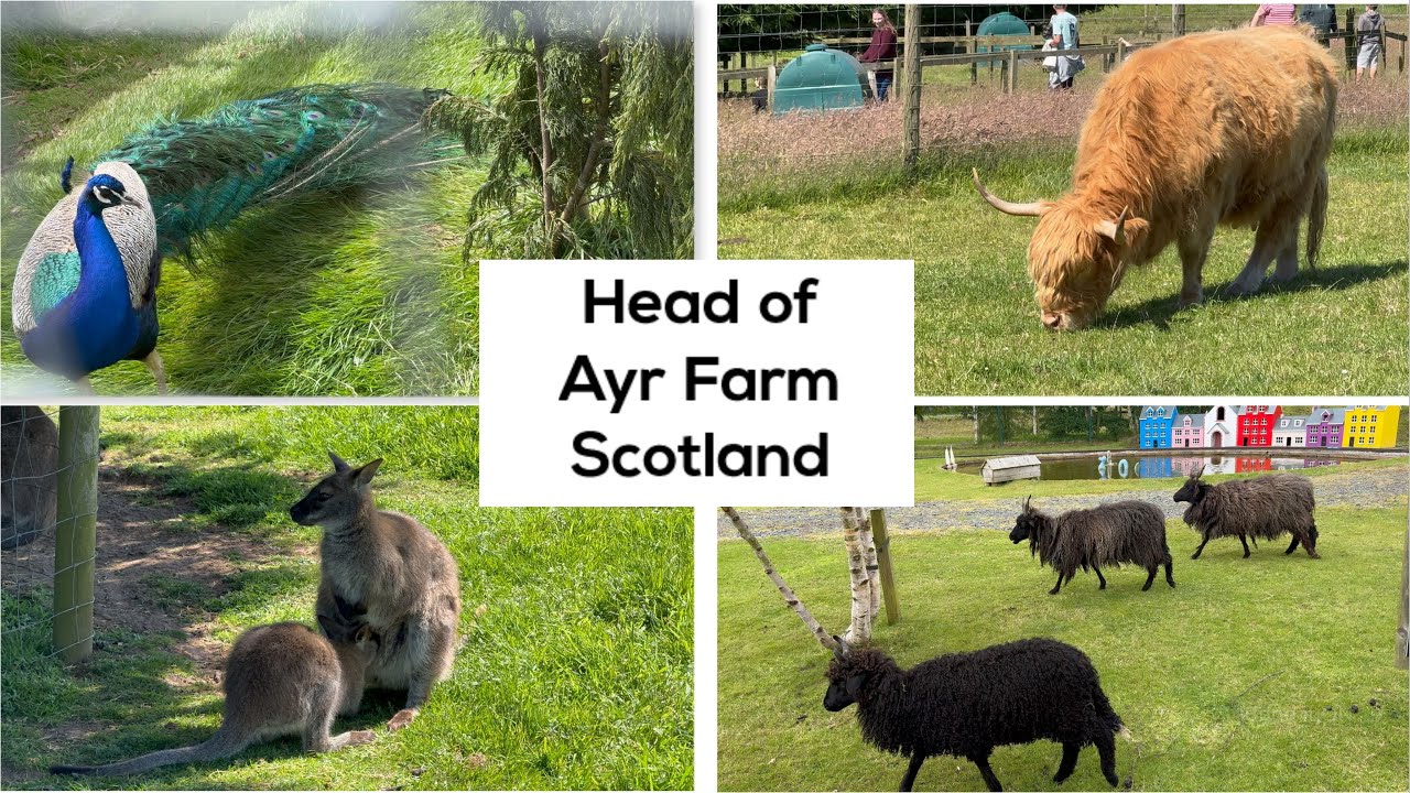 Scottish Ayr Farm: The Most Luxurious Farm Experience | Heads of Ayr farm