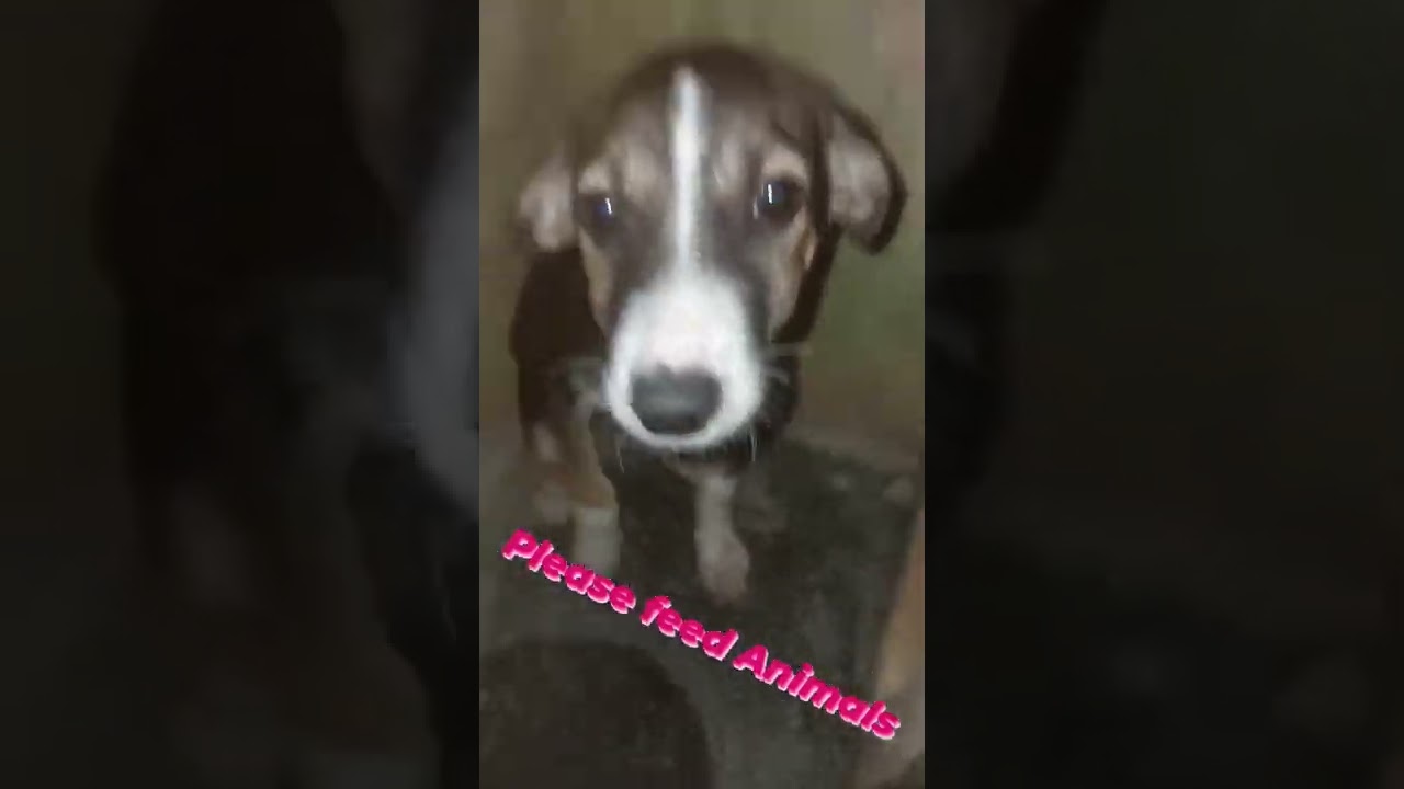 feed us @feed and grow @cute animals