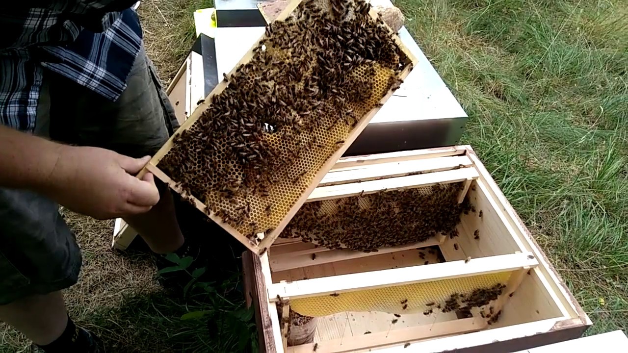 Bienenvölker einfach vermehren Teil 4 - Kontrolle, füttern, Königin zeichnen