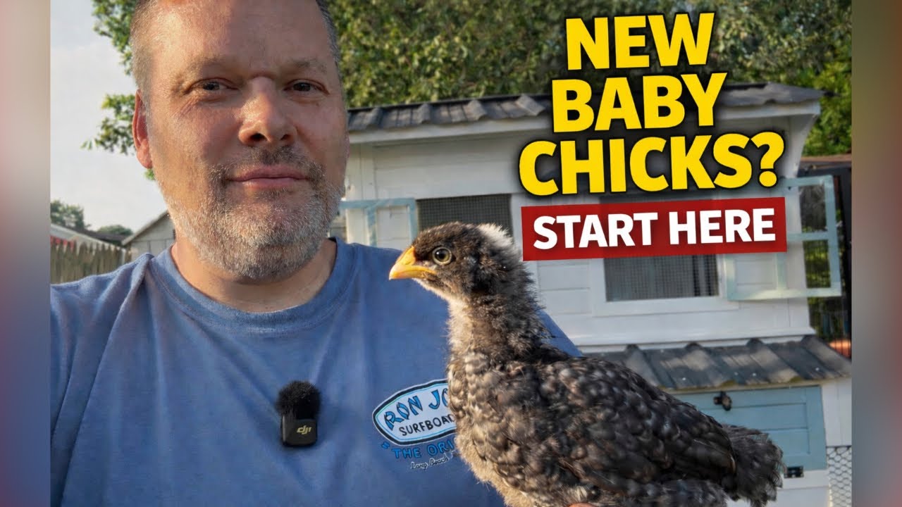 Собираетесь завести цыплят? Сделайте это в первую очередь (руководство для начинающих по обустрой...