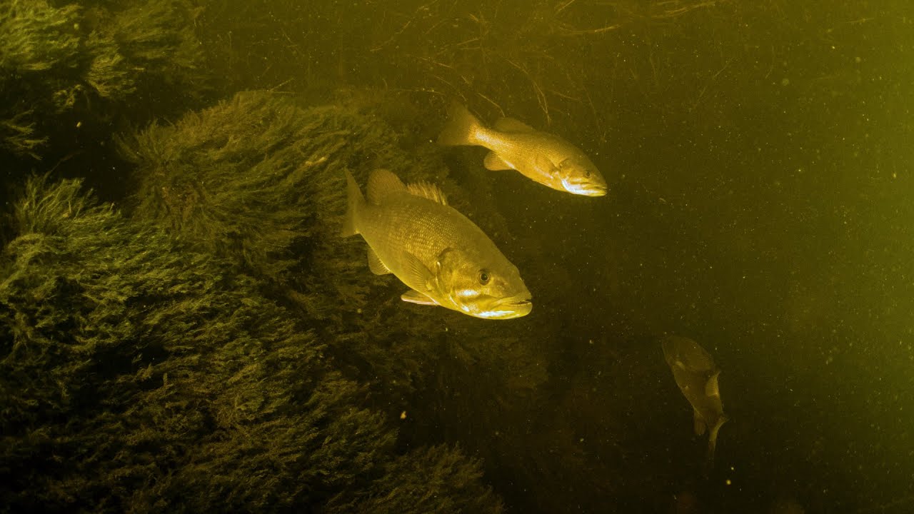 A dive in the Breede River