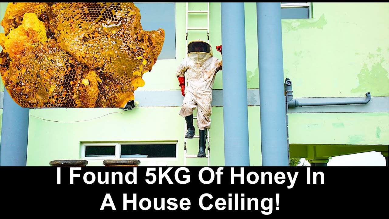 I Found 5KG Of Honey In A House Ceiling!