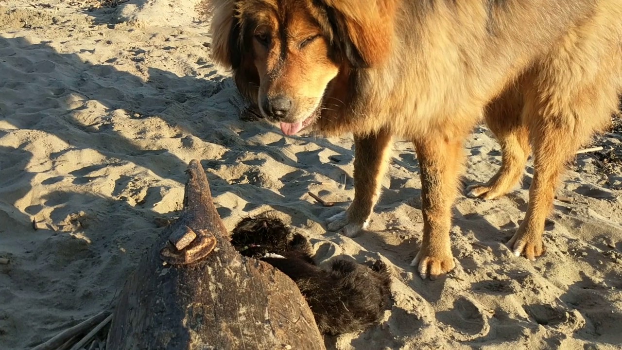 Maze makes friends with a gentle giant (Tibetan Mastiff)!