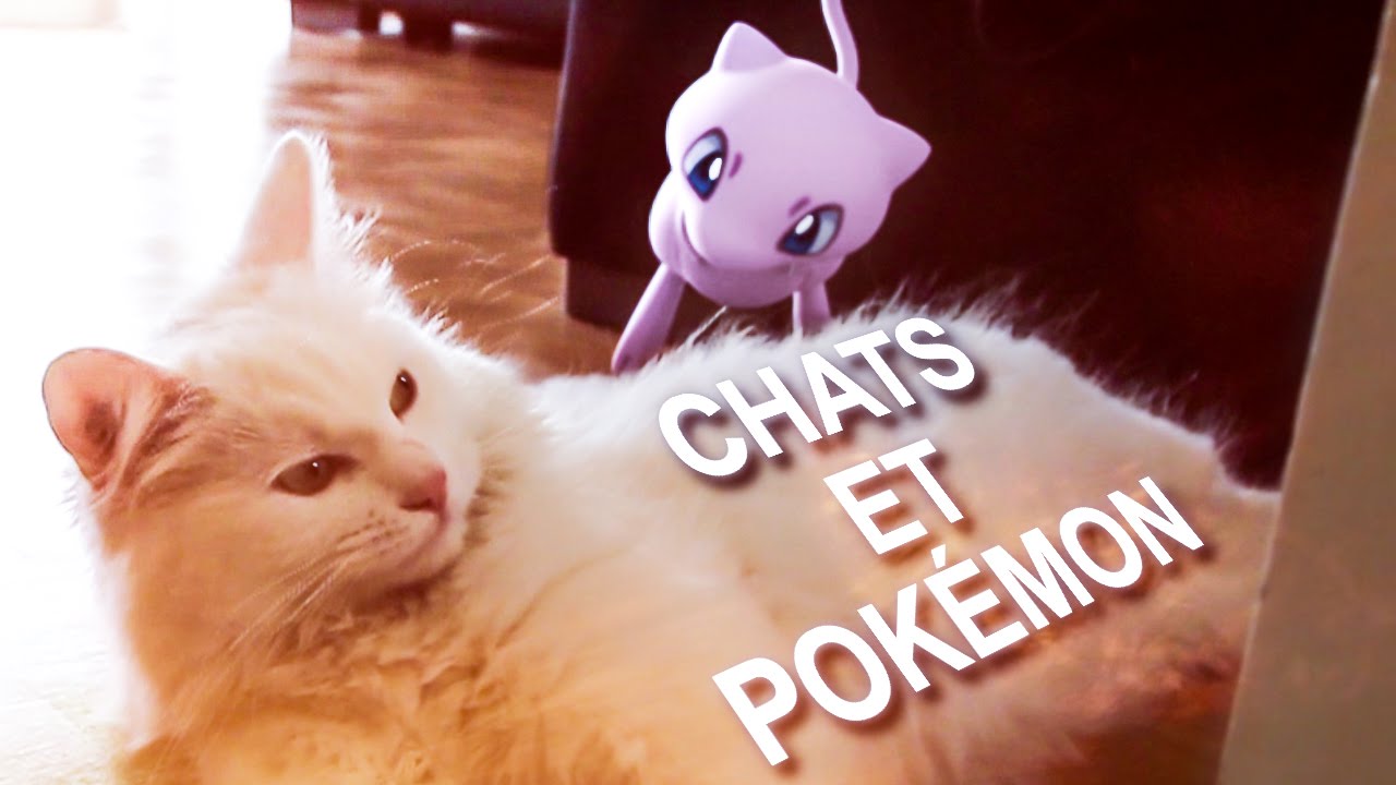 CHATS ET POK&Eacute;MON - PAROLE DE CHAT
