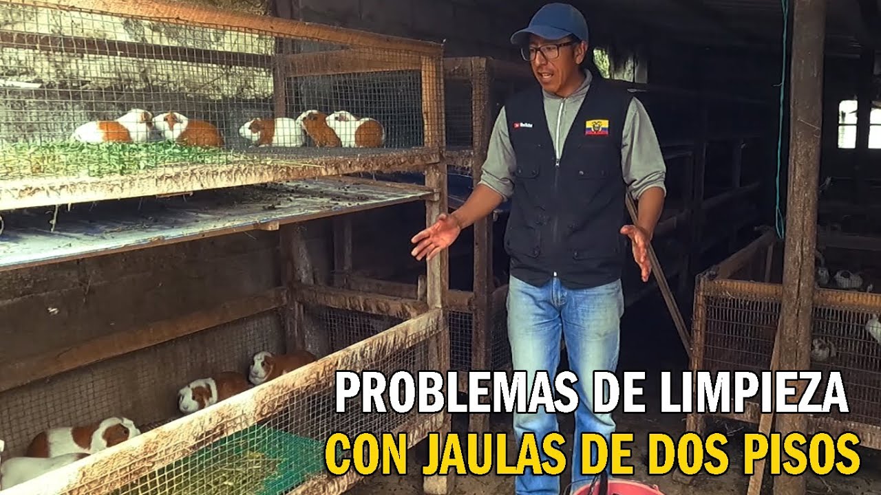 JAULAS DE DOS PISOS PARA CUYES - PROBLEMA DE LIMPIEZA SOLUCIONADO