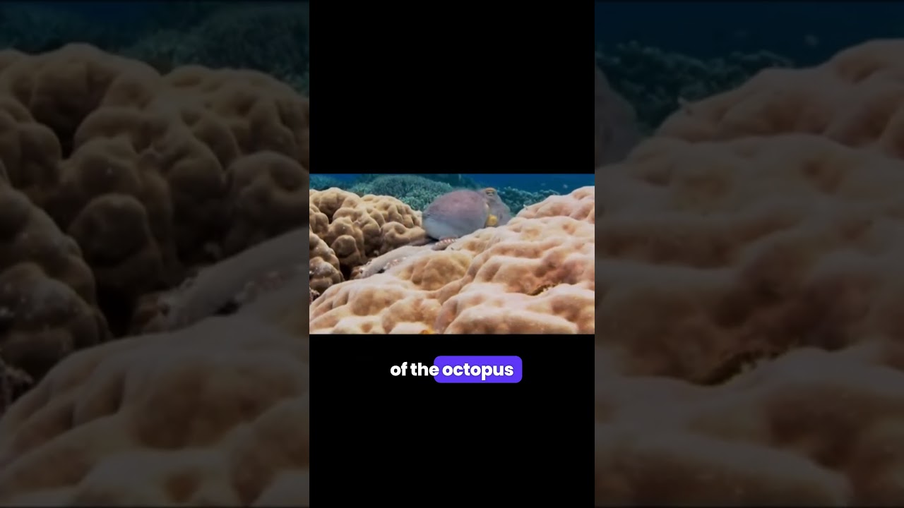 The Science Behind Octopus Camouflage #cellbiology #genetics #biologystudents #science #school