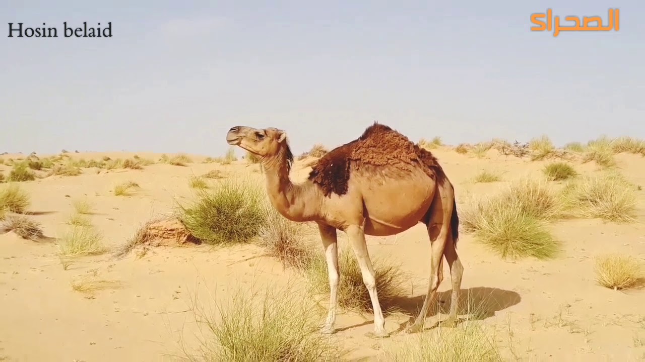 الشرشمان وكيفية اصطياده.. الصقنقور