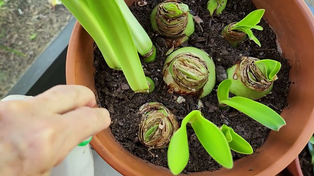 Checking New Growth on Amaryllis,  Jade and Thanksgiving Cactus