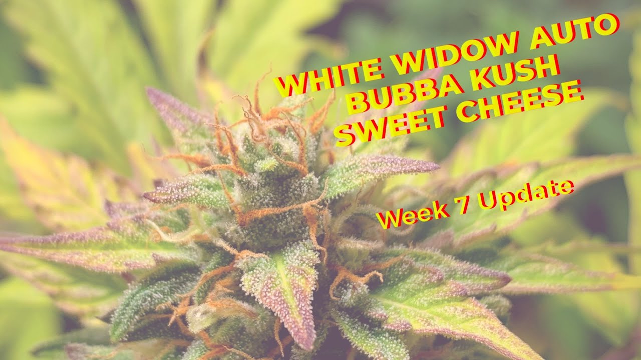 Week 7 Update| White Widow Auto Sweet Cheese & Bubba Kush