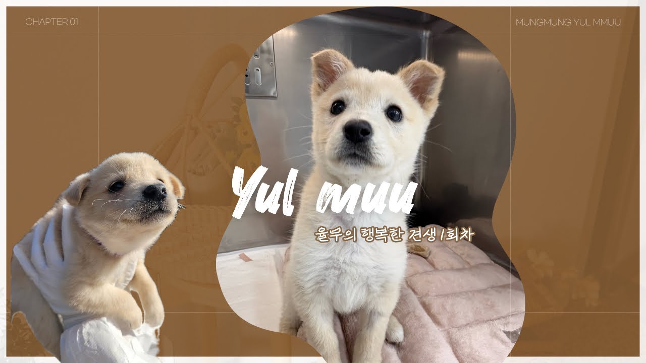 나의 아기강아지 율무 입양을 기록합니다 🤍🐶