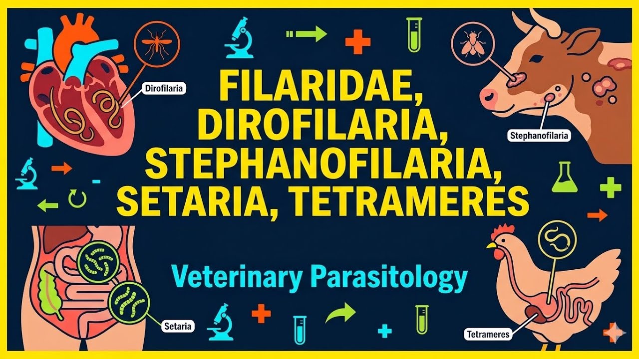 Filarial Worms + Tetrameres | Dirofilaria, Stephanofilaria, Setaria  | Veterinary Parasitology 