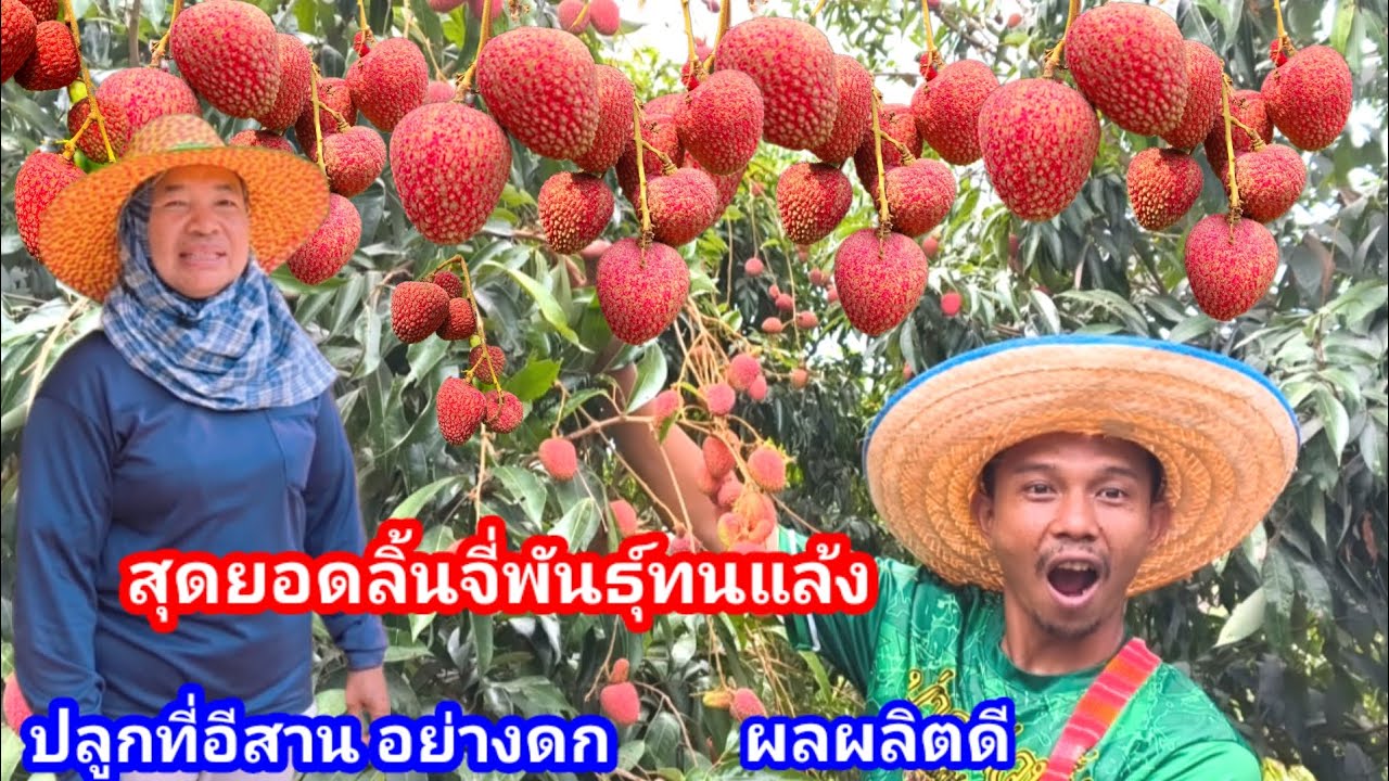 ทำสวนผสมผสาน 7ไร่ รอลูก ปลูกลิ้นจี่พันธุ์ทนแล้ง ผลผลิตเกินคาด ไม่นึกว่าจะดกขนาดนี้