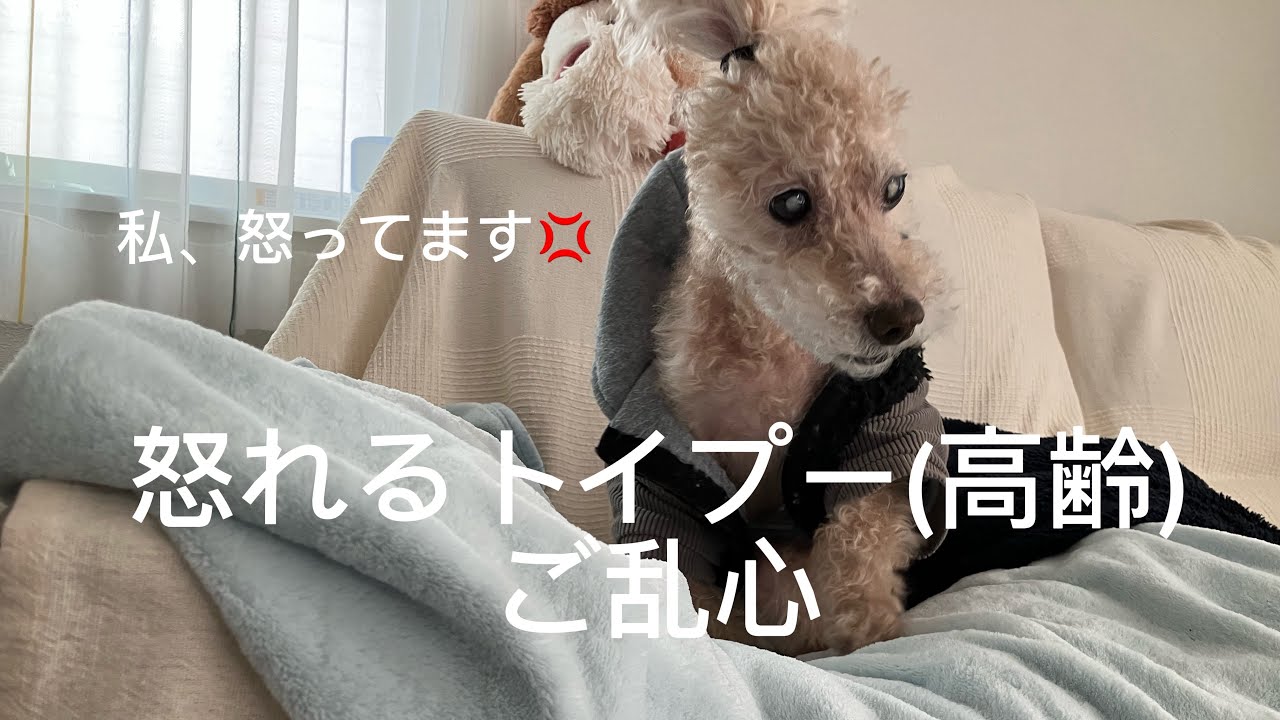 怒れるトイプー(高齢) #トイプードル #癒し #犬のいる生活 #犬