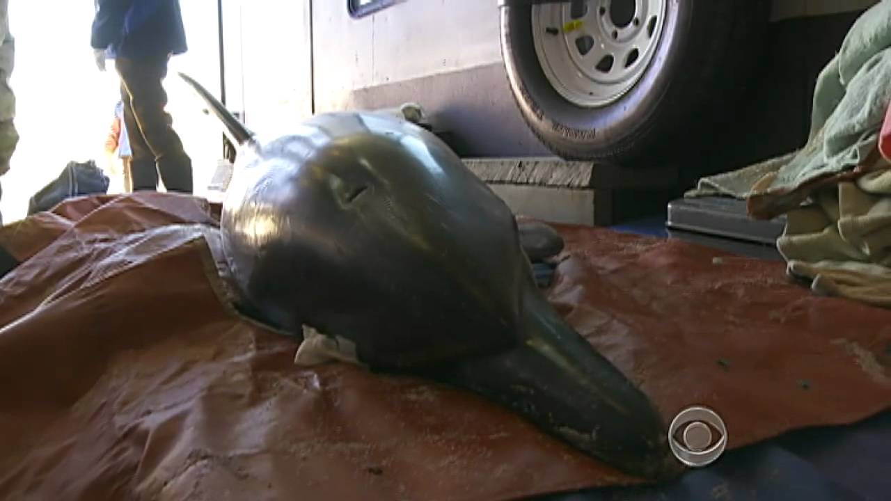Mystery of stranded dolphins on Cape Cod