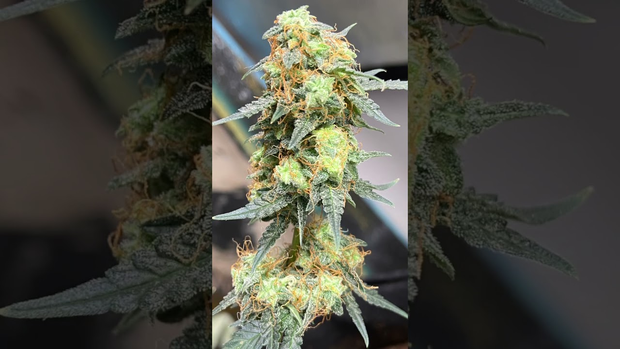 A last look at the Apple fritter by @royal queen seeds she at week 12 #chop day~5days~