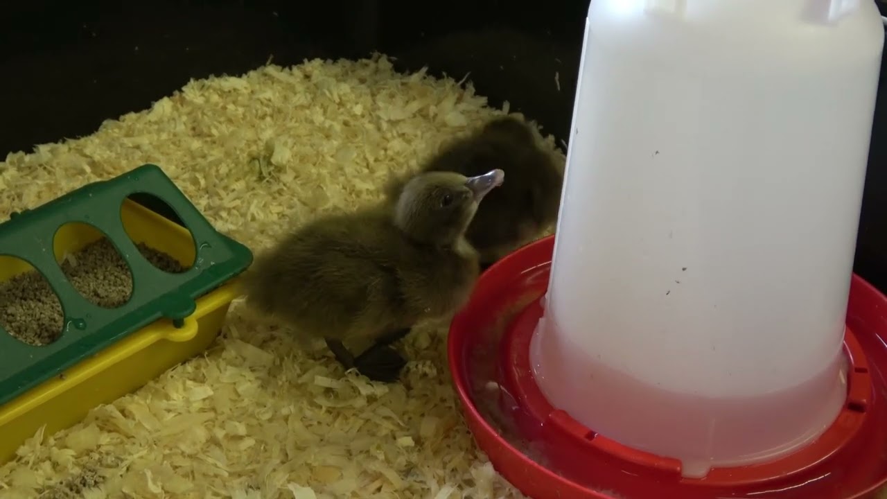 Duck Hatch Video