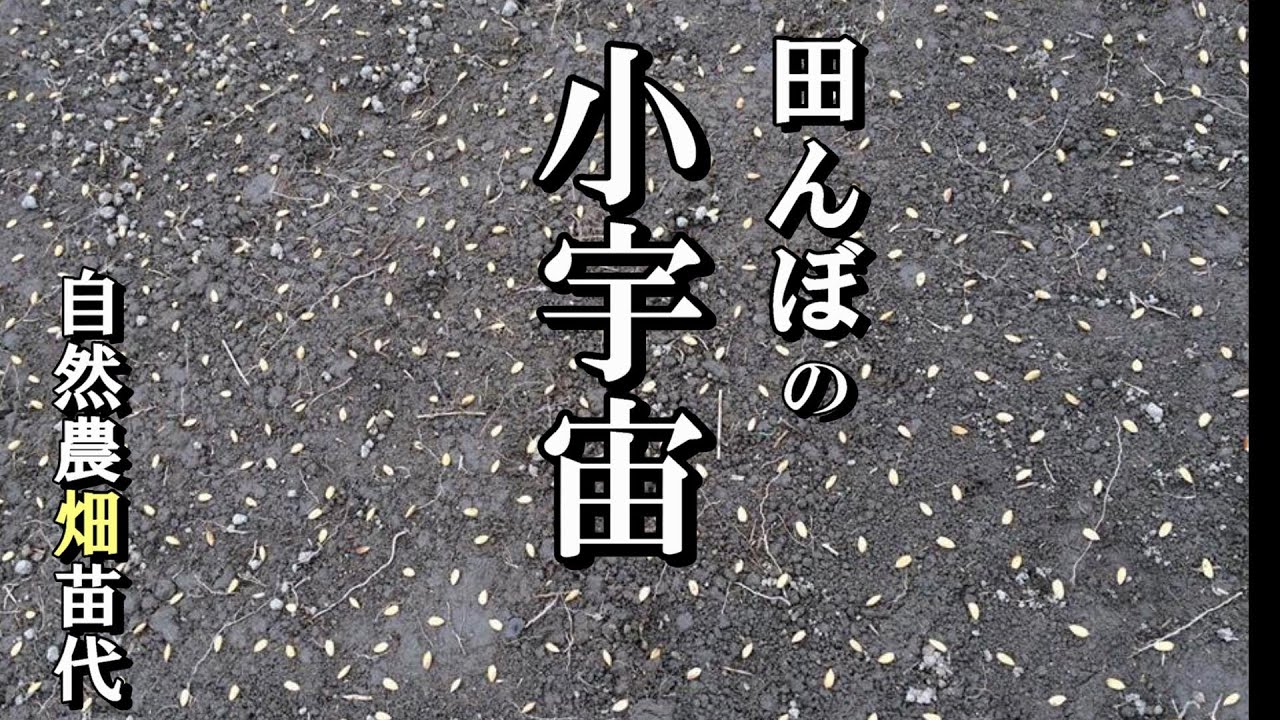【自然農】畑苗代に種もみを降ろしました　2021年4月25日【natural farming】