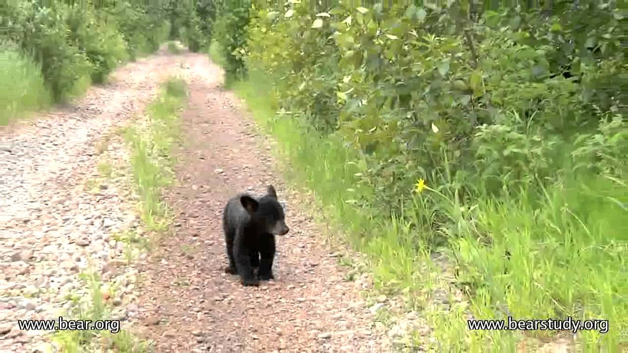 Lily the Black Bear, Hope and Faith - June 21, 2011