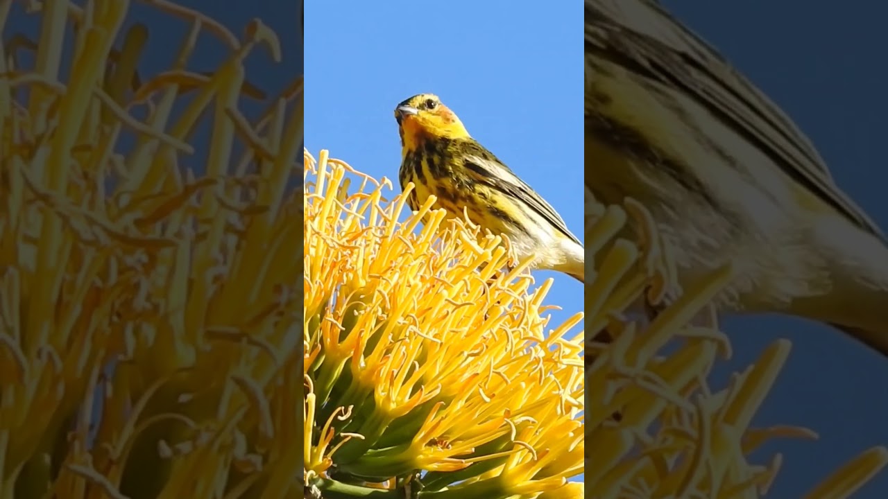 Tigrina❤️ #shorts #birds #aves #mexico #rd #usa #chile #colombia #argentina #espa&ntilde;a #peru #india