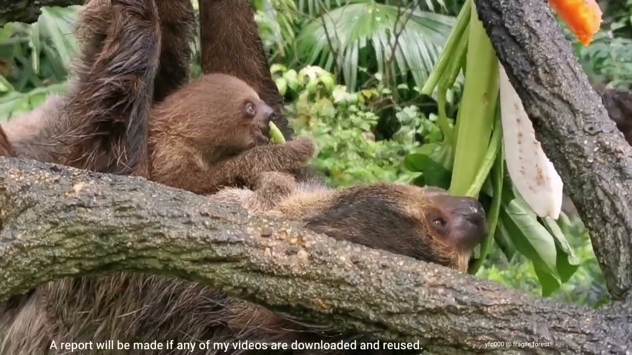 The Linne's two-toed Sloth Indigo and baby @ Fragile Forest, Singapore Zoo 树懒Indigo和仔 @ 新加坡动物园