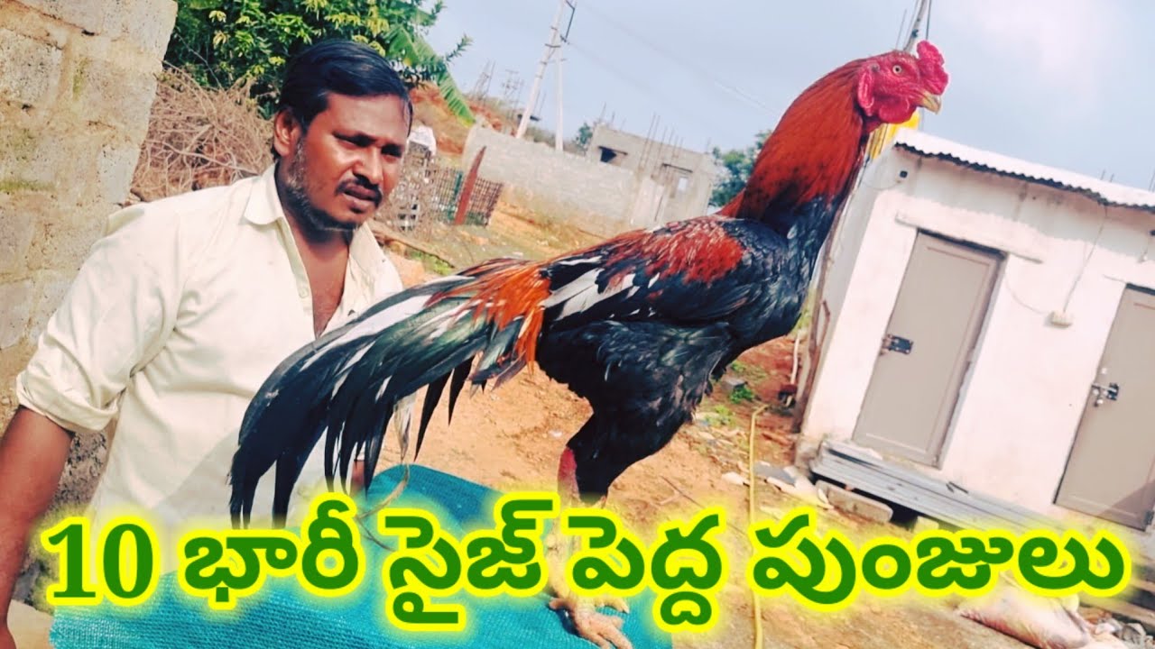 AK ASEEL పెద్ద సైజ్ పుంజులు Transport available #aseel #aseelmurga 