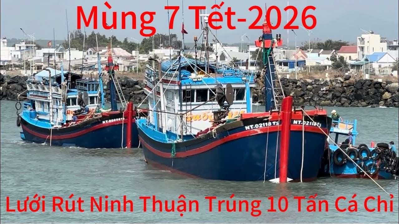 Mùng 7 Tết-2026-Ghe Lưới Rút Siêu To Ninh Thuận Trúng-10 Tấn Cá Chỉ Vàng.1kí 30k 10 Tấn =300.Triệu 