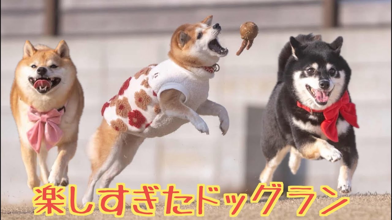 全然走らない柴犬がこんなに走るようになりました(笑)