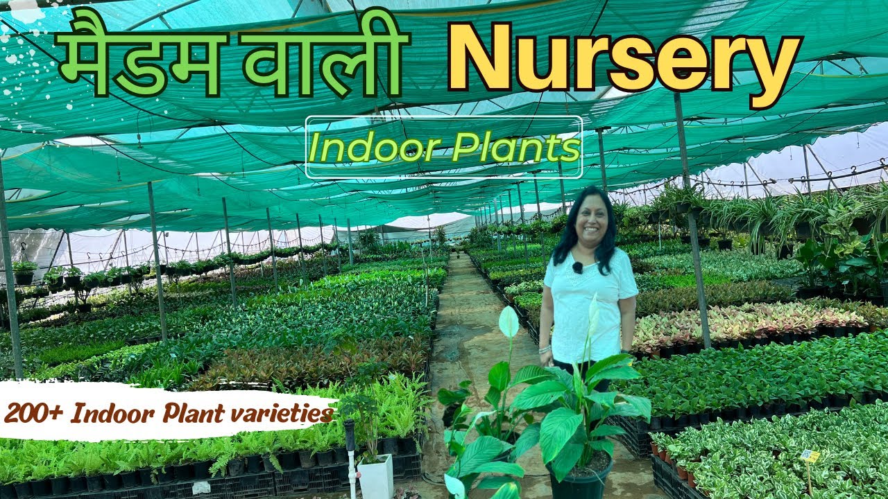 मैडम वाली Nursery - 200 + Indoor Plants | Best Plant Nursery in Gurgaon Faridabad Delhi