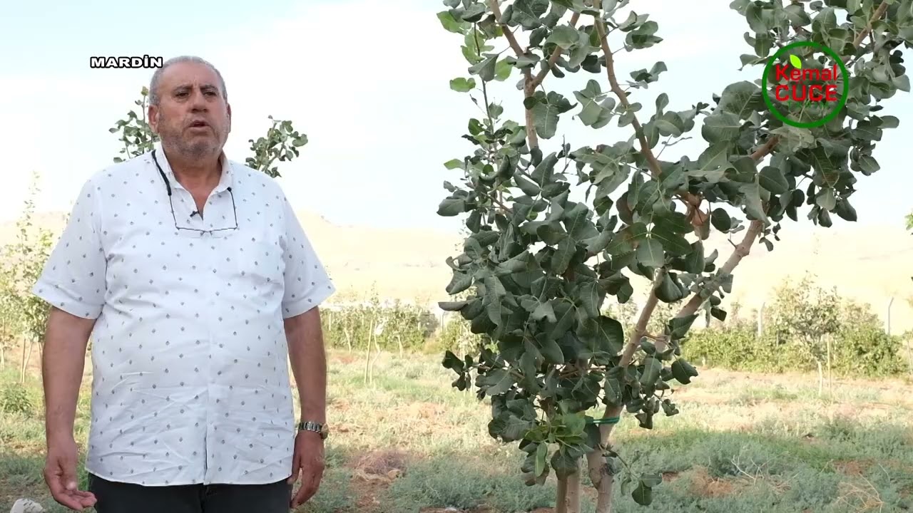 Ucb 1 Aşılı Antep Fıstığında 3 Sene Sonra İlk Meyveler Alındı Mardin