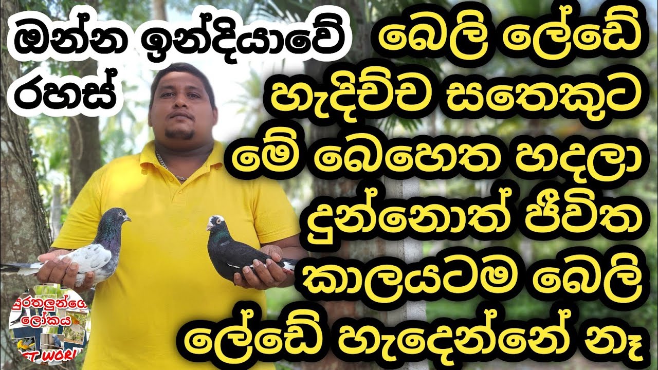 බෙලි කරකවන ලෙඩේට සුපිරි අත් බෙහෙත්  දෙකක්  pigeon neck twisting for best medicine