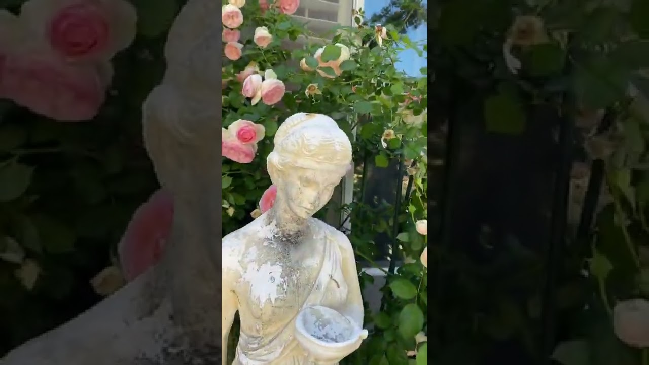 #13 Eden Climbing Rose 