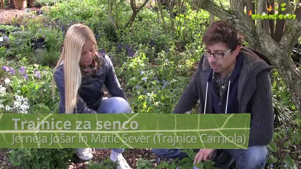 Trajnice za senco 3