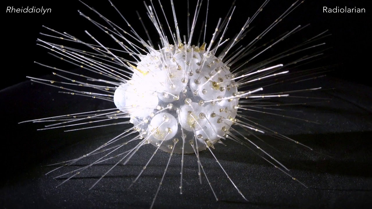 Modelau Blaschka yn cylchdroi am 40 munud | Blaschka glass models rotating for 40 minutes in 4K!