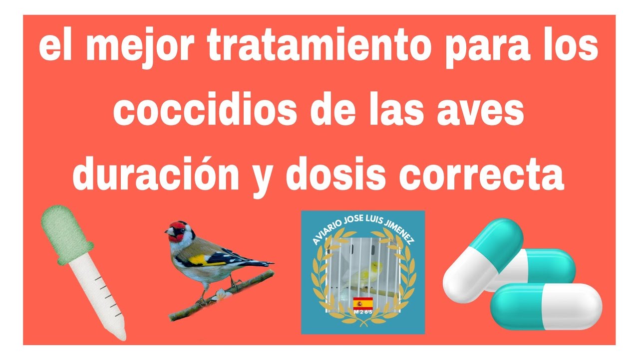 El mejor tratamiento para los coccidios, de las aves duración y dosis correcta 