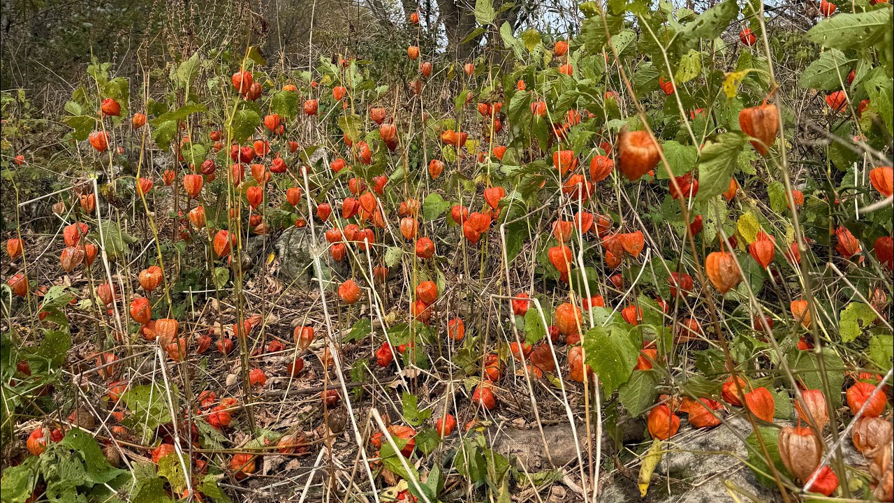 Ground Cherry - Chinese Lanterns 