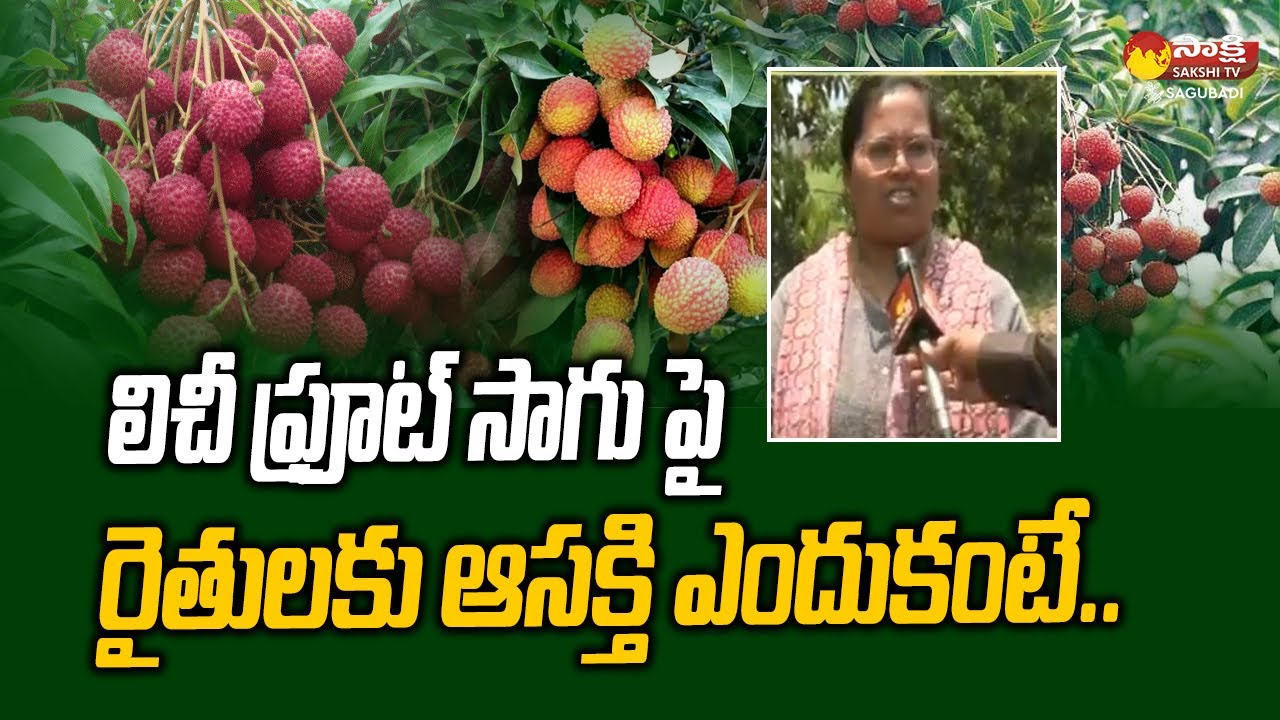 YSR Horticultural Research Centre Scientist Bindu  About  Litchi Cultivation 