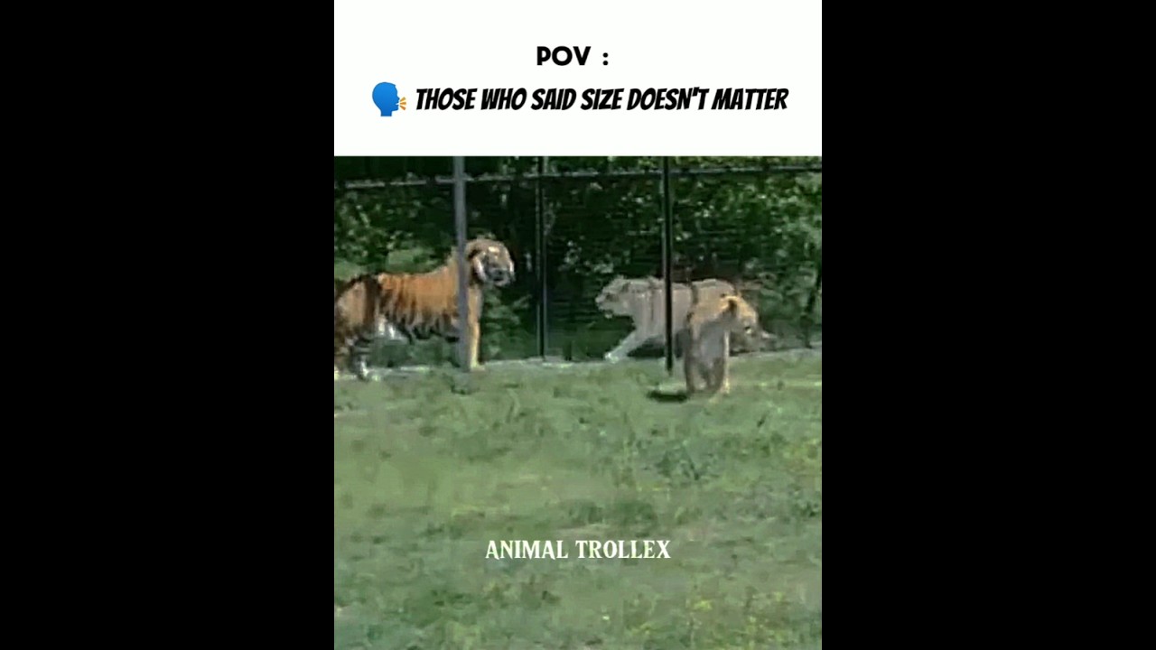 How Big Are Tigers Compared to Lions? 🤫🔥 #shorts #lion #tiger
