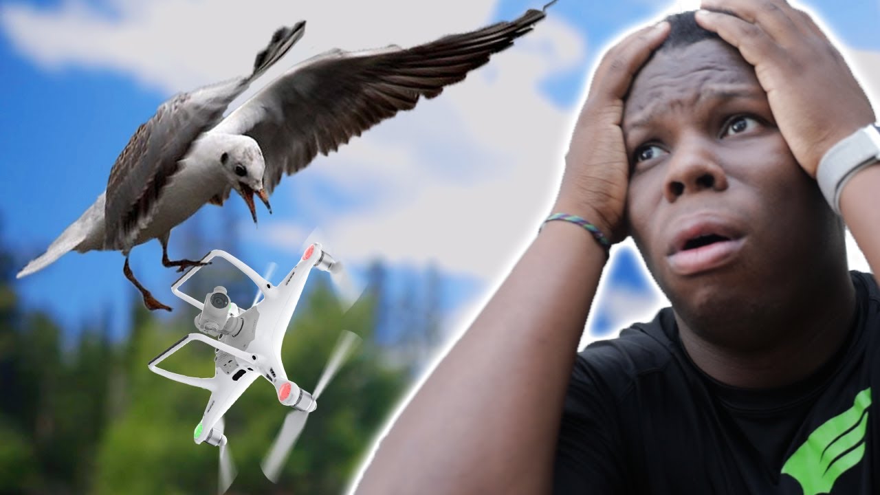 I HIT a BIRD & w/ My DRONE