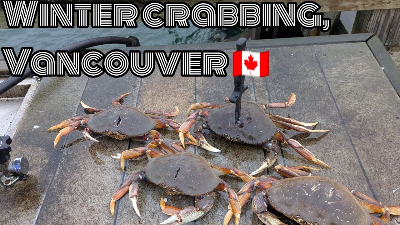 Зимняя ловля крабов, Ванкувер, Британская Колумбия 🇨🇦