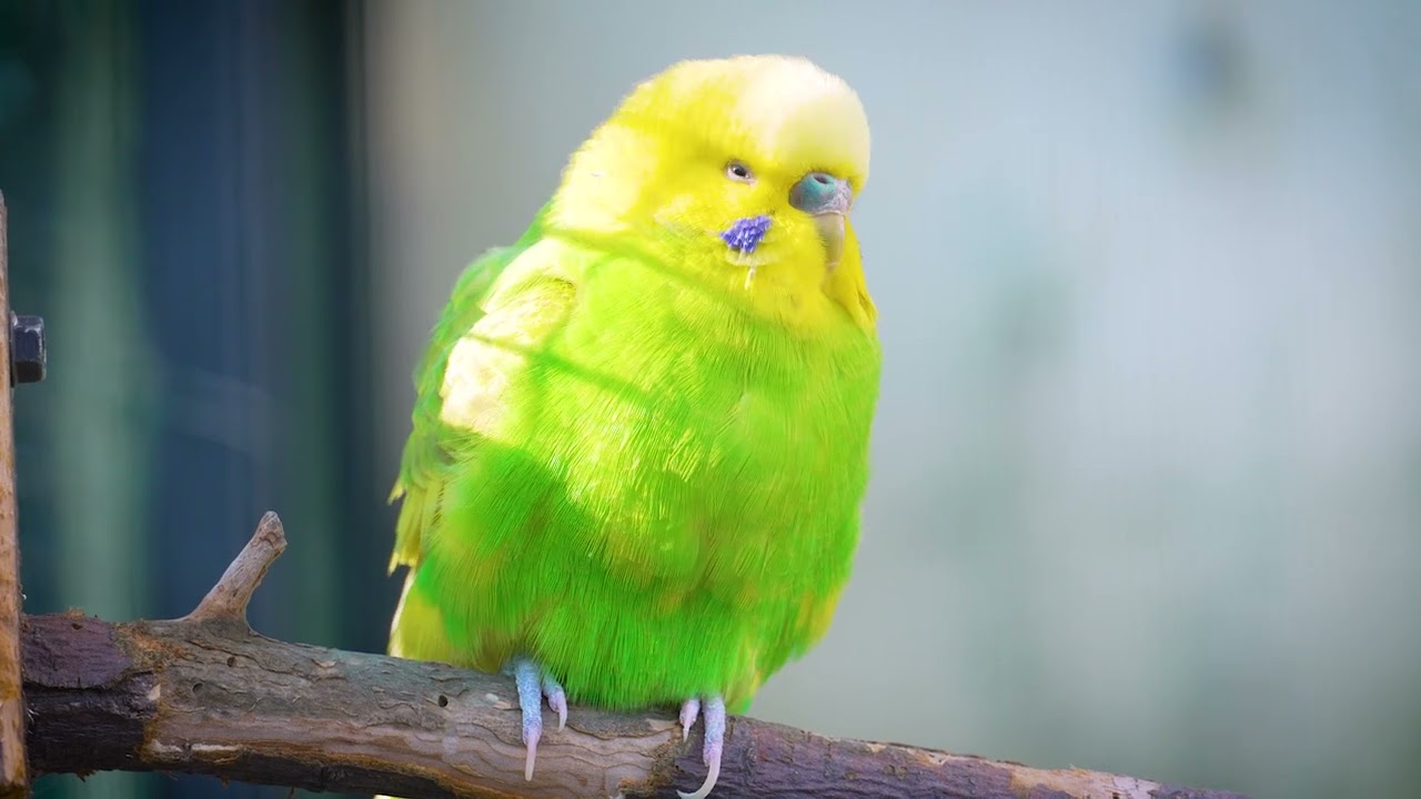 Chill Out: 8-Hour Budgie Sounds for Your Lonely Feathered Friends