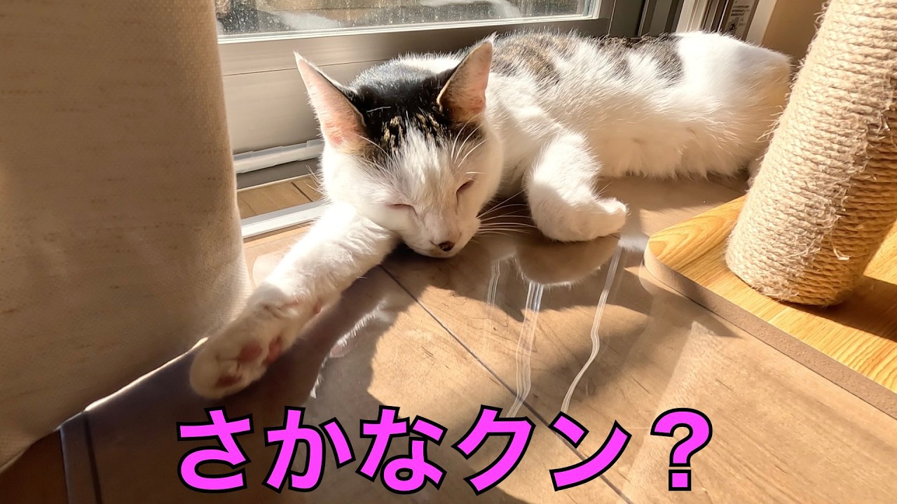 保護猫ナターシャの553日目：さかなクン？ いいえ、ねこクンです