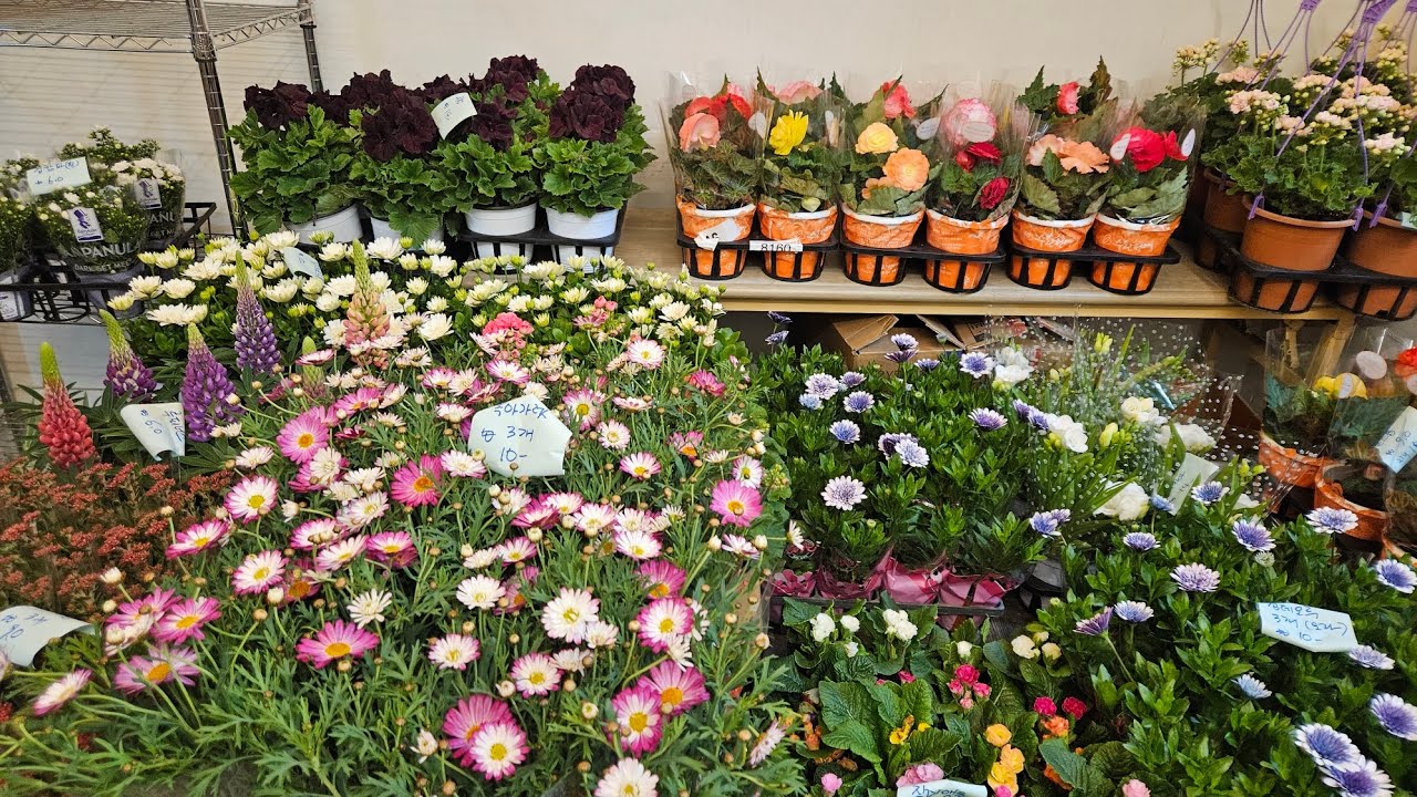 로뎀나무/3/16/문의 010 5380 5008/논스톱/ 리갈/러시아제라/로사린다/ 앵초/목마가렛/수국3종/ 데모루2종/장미철죽/ 후리지아/수미미티/기타등