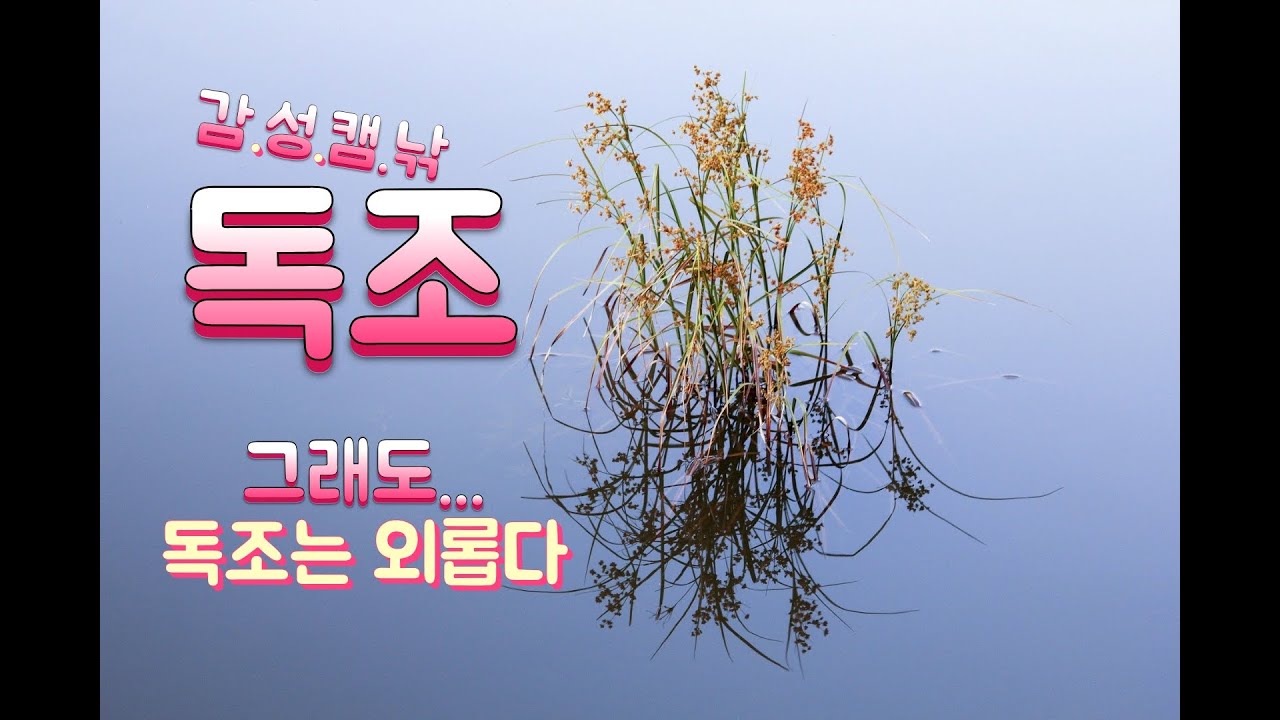 계곡지 사짜붕어를 토해내다. 바람부는날!!