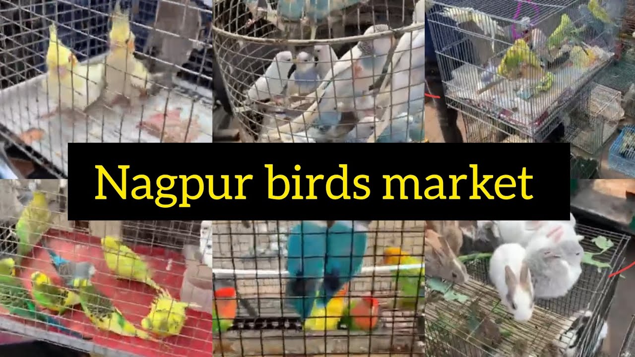 Nagpur bird market // nagpur kabootar market update