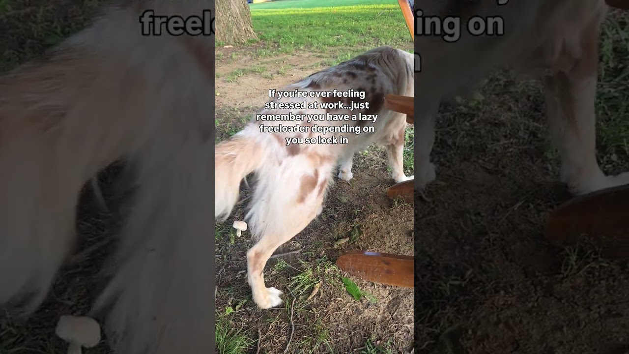Fen the Freeloader #kaylimontoyafitness #phoenixrising #funny #dogvideos