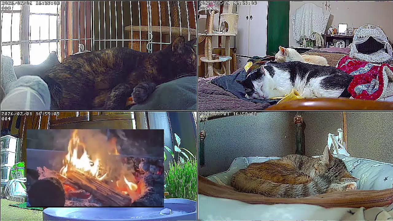 【24時間365日保護猫ライブ】　猫と焚火でリラックス。猫と暖炉　野良猫から家猫へ 　保護猫5匹　癒し　ASMR 　 睡眠　cat live　焚火