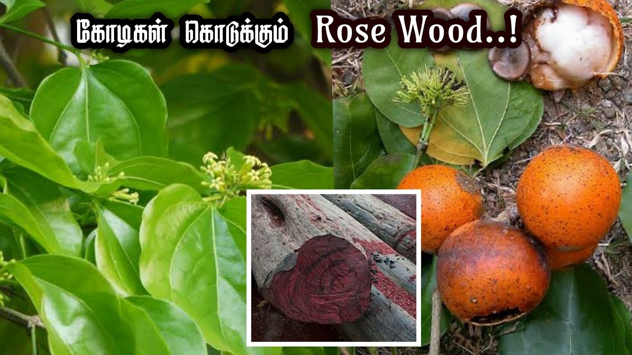 Rose Wood கோடிகளில் விலை போகுமா | ஈட்டி மரம் | எட்டி மரம் வித்தியாசம் என்ன? #rosewood #sandalwood