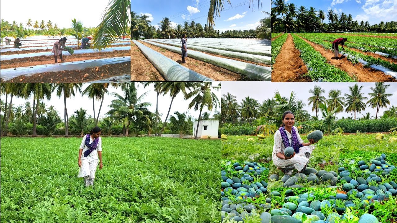 Watermelon 🍉Harvesting in our farm|தர்பூசணி அறுவடை|watermelon cultivation to harvesting|Farmer'slife