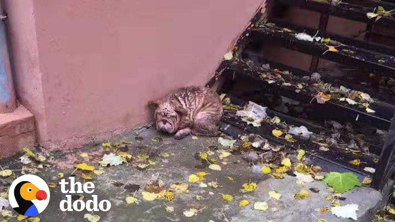 Bald Little Bulldog On Street Grows Up To Be So Pretty | The Dodo